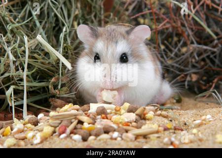 Roborovski Hamster (Phodopus roborovskii) with food Stock Photo