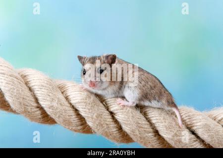 Chinese Dwarf Hamster (Cricetulus griseus), Chinese Striped Hamster ...
