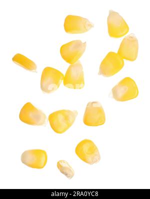 Fresh corn seeds on white background Stock Photo