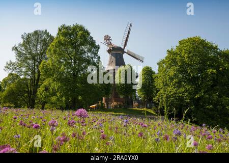 Windmill with colourful flowerbeds, Herdentorswallmuehle, Hanseatic City of Bremen, Germany Stock Photo