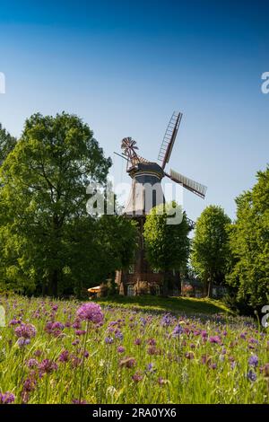 Windmill with colourful flowerbeds, Herdentorswallmuehle, Hanseatic City of Bremen, Germany Stock Photo