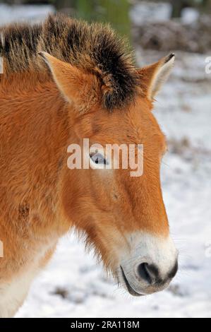 Przewalski's Wild Horse (Equus przewalskii) Stock Photo