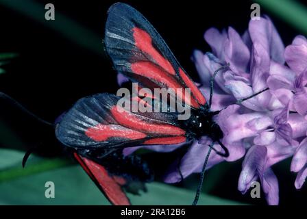 Burnet moth (Zygaenidae), blood droplet Stock Photo