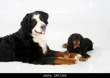 Bernese mountain dog deals king charles mix