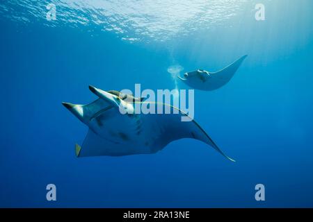 Sickle-finned devil ray, Princess Alice Bank, Chilean devil ray (Mobula tarapacana), Sickle-finned Mobula, Portugal Stock Photo