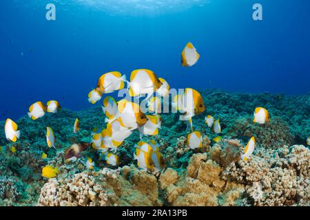 Yellow pyramid butterflyfish (Hemitaurichthys polylepis), Molokini Crater, Maui Island, Pyramid butterflyfish, USA Stock Photo