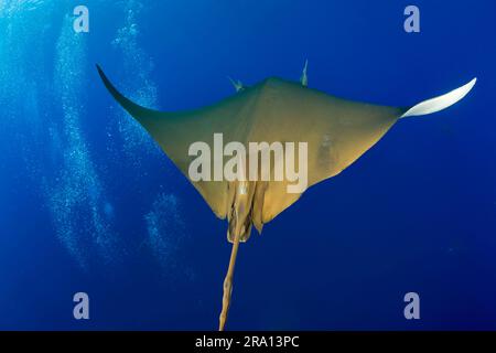 Sickle-finned devil ray, Princess Alice Bank, Chilean devil ray (Mobula tarapacana), Sickle-finned Mobula, Portugal Stock Photo