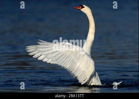 Mute swan (Cygnus olor), wing flapping, lateral, Germany Stock Photo