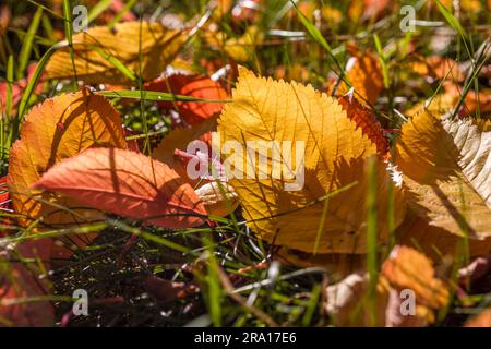 botany, multi-coloured autumn leaves in the meadow with scattered fruit treess with Engenhahn, ADDITIONAL-RIGHTS-CLEARANCE-INFO-NOT-AVAILABLE Stock Photo