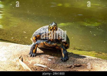 D'Orbigny's slider, water turtles (Trachemys dorbigni brasiliensis ...