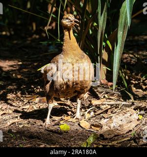 Solitary tinamou, Tinamus solitarius, bird of the Tinamidae family in Iguazu National park, Foz do Iguacu, Parana State, Brazil. Endemic of South Amer Stock Photo