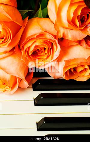 Bouquet of pink roses on the piano keyboard, romantic atmosphere. A gift from fans Stock Photo