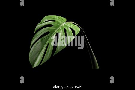 Monstera leaves float on black background, 3D rendering, abstract art Stock Photo