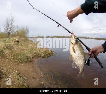 An enviable trophy of a fisherman with a fishing rod in a European river. Caspian bream (Abramis brama orientalis). The fisheye lens is used Stock Photo