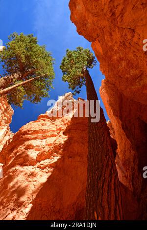 douglas fir trees in the  wall street slot canyon on a sunny day on the navajo loop trail in bryce canyon national park, utah Stock Photo