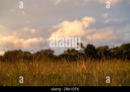 long native grasses on a regenerative agricultural farm. pasture in a grassland in the bush in australia in spring Stock Photo