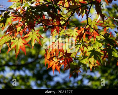 Maple leaves turning red in october, fall foliage season. Autumn background. momiji in Japan with sunlight Stock Photo