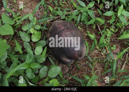 A dry out and fallen Coconut fruit on the ground with the surrounding grass near a Coconut tree, View from the above Stock Photo