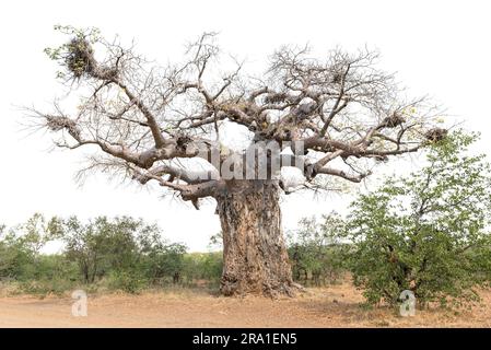 A baobab tree, Adansonia digitata, also called upside-down tree. Bird nests are visible. Isolated on white Stock Photo