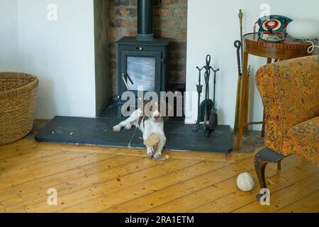 Having a young spaniel in the house can be a challenge. A house with wooden floors makes it easier Stock Photo
