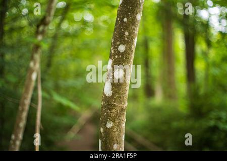 White spots or lichen on thin maple tree bark in a forest in Europe. Close up shot, selective focus, shallow depth of field, no people. Stock Photo