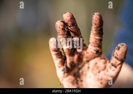 farmer studying a soil and plant sample in field. scientist in a paddock Stock Photo