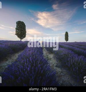 Lavender field and two cypress trees at sunset. Orciano Pisano, Pisa province, Tuscany region, Italy, Europe Stock Photo
