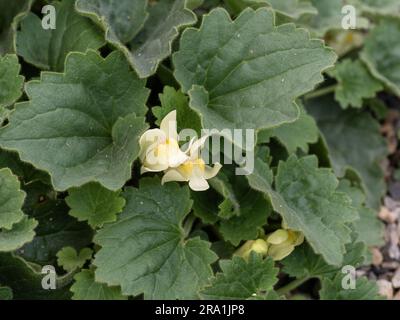 The pale yellow snapdragon flowers and deep green leaves of Asarina procumbens Stock Photo