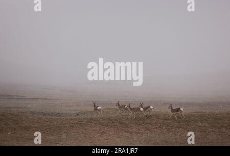 (230630) -- GOLMUD, June 30, 2023 (Xinhua) -- Tibetan gazelles forage near the Qumar River at the source region of the Yangtze River, China's longest river, in northwest China's Qinghai Province, June 16, 2023. The 6,300-kilometer Yangtze River, the longest river in China and the third longest in the world, has three sources, namely the Tuotuo River, the Damqu River in the south and the Qumar River in the north. Located in the hinterland of the Qinghai-Tibet Plateau between the Kunlun Mountains and the Tanggula Mountains, the Yangtze River source region, with an average elevation of more t Stock Photo