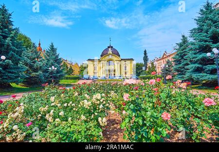 The beautiful roses in blossom on Teatralna Square in front of the sculptured facade of the Music and Drama Theatre, Chernivtsi, Ukraine Stock Photo