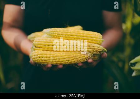 Woman  holding freshly picked corn on the cob from the garden Stock Photo