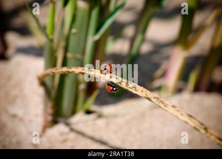 Ladybug beetles on the grass straw in the sand near the sea. Stock Photo