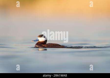 Male Ruddy Duck Swimming in the Water Stock Photo