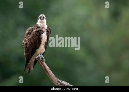 osprey, fish hawk (Pandion haliaetus), on a lookout, looking toward camera, Netherlands, Overijssel Stock Photo