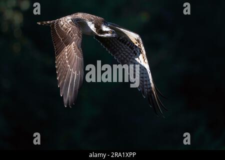 osprey, fish hawk (Pandion haliaetus), immature bird in flight, side view, Netherlands Stock Photo