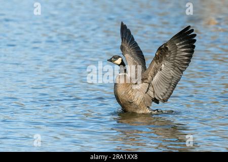 The wings of a cackling goose Stock Photo - Alamy