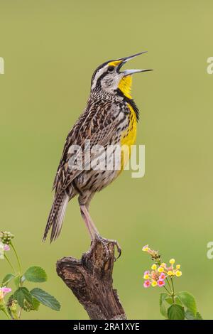 Eastern meadowlark (Sturnella magna), adult singing male in breeding plumage, USA, Texas Stock Photo