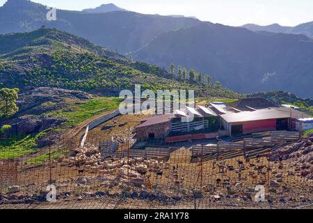 Large sheep and goat farm with cheese production in the mountains near Las Ninas , Canary Islands, Gran Canaria Stock Photo