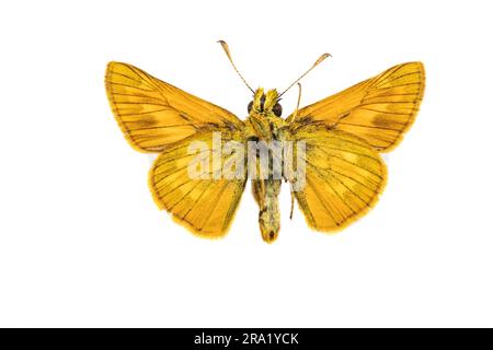 Large skipper (Ochlodes venatus, Ochlodes venata, Ochlodes sylvanus), male, underside, cut out, Netherlands Stock Photo