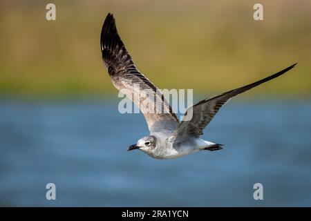 laughing gull (Leucophaeus atricilla, Larus atricilla), immature in flight, USA, Texas Stock Photo