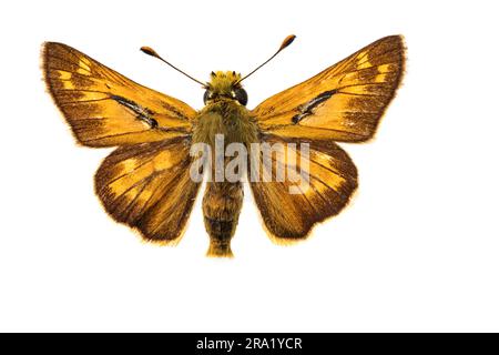 Silver-spotted skipper, Common branded skipper, Holarctic grass skipper (Hesperia comma), male, upperside, cut out Stock Photo