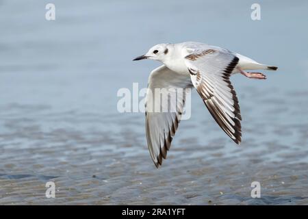 Bonaparte's gull (Larus philadelphia, Chroicocephalus philadelphia), flying above the beach, USA, Texas Stock Photo