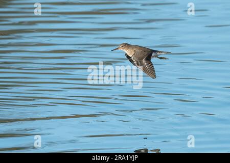 Spotted sandpiper (Actitis macularius), in flight over water, USA, California Stock Photo