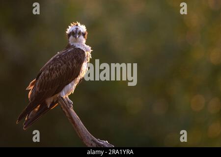 osprey, fish hawk (Pandion haliaetus), on a lookout, looking toward camera, Netherlands, Overijssel Stock Photo