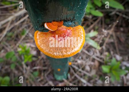 High angle view of an orange-brown tree fungus growing on a green wooden post, Caraca natural park, Minas Gerais, Brazil Stock Photo