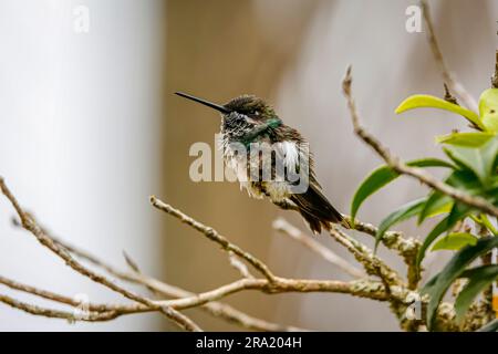 Fluffed small Stripe-breasted star throat hummingbird perched on a branch against defocused bright brown background, Caraca natural park, Minas Gerais Stock Photo