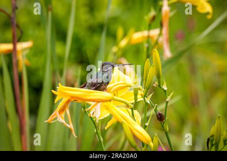 Beautiful small Stripe-breasted star throat perched on a yellow flower, Caraca natural park, Minas Gerais, Brazil Stock Photo