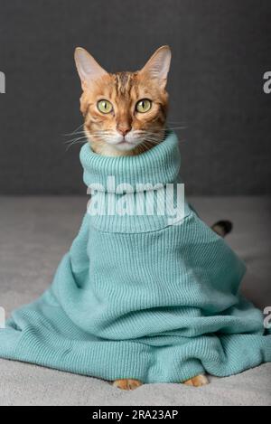 Domestic cat in a warm sweater. Heating season. Stock Photo
