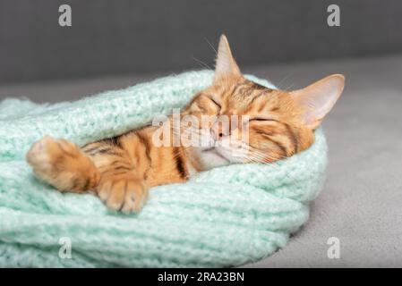 A cute red cat sleeps wrapped in a warm sweater. Stock Photo