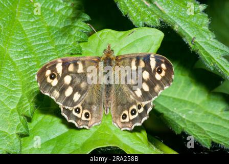 Speckled Wood Butterfly Stock Photo